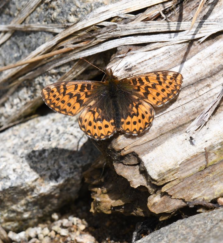 Freija Fritillary: Bolaria freija