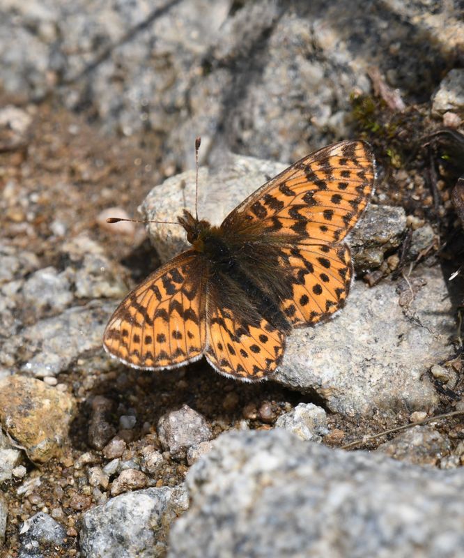 Freija Fritillary: Bolaria freija