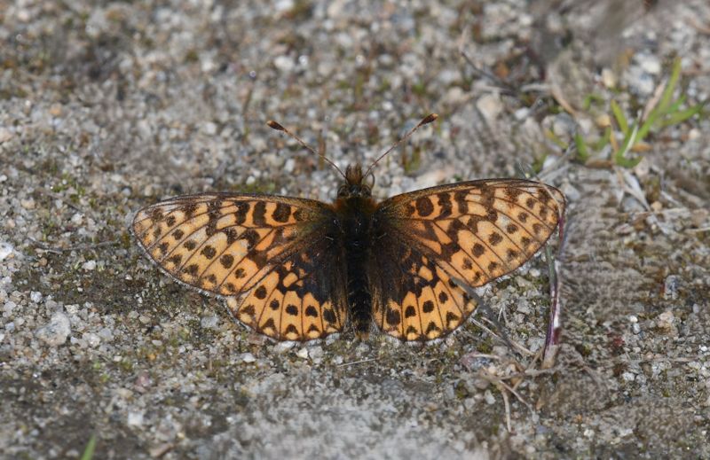 Freija Fritillary: Bolaria freija