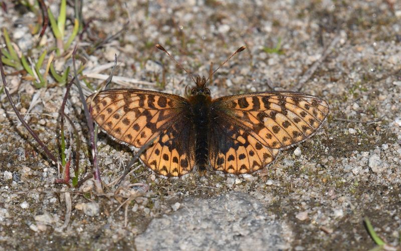 Freija Fritillary: Bolaria freija