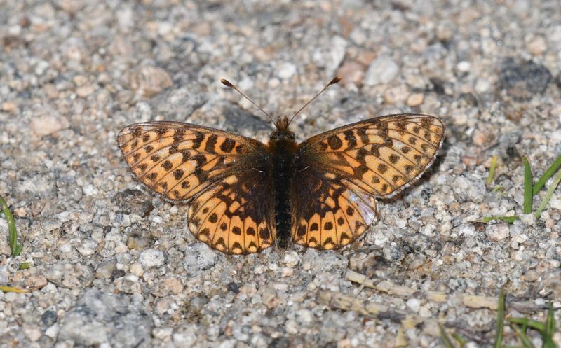 Freija Fritillary: Bolaria freija