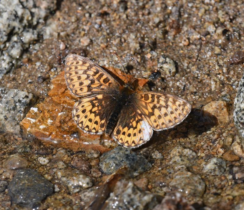 Freija Fritillary: Bolaria freija