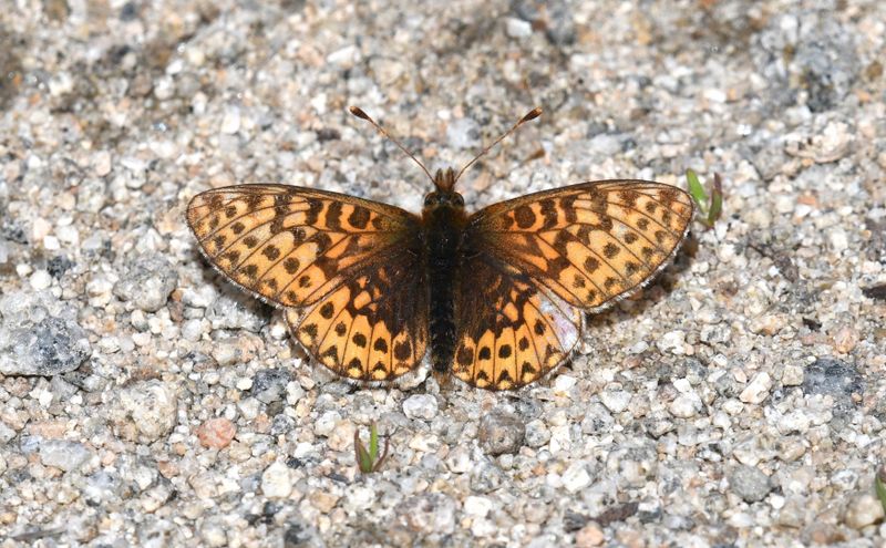 Freija Fritillary: Bolaria freija