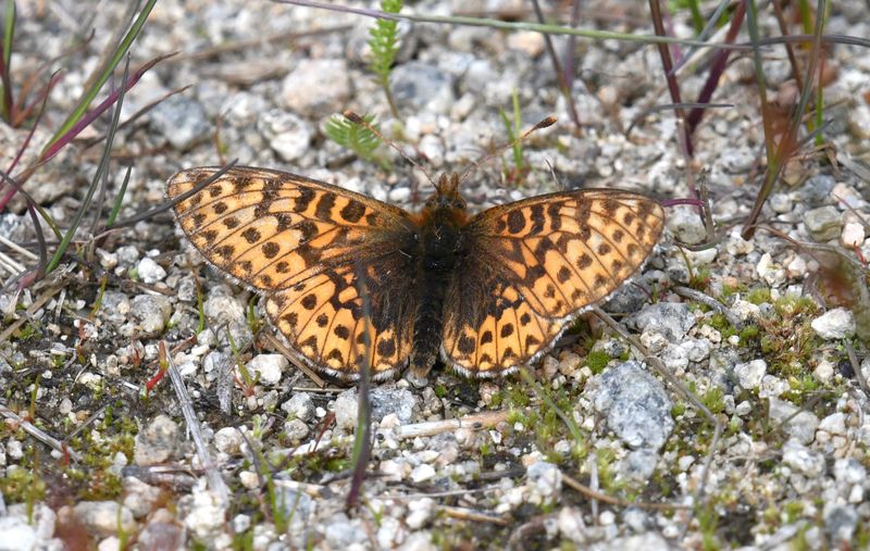 Fritillary, Freija