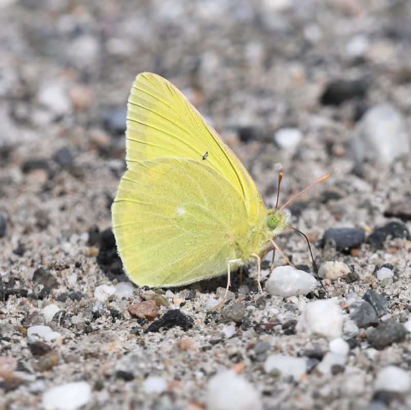 Christina's Sulphur: Colias christina