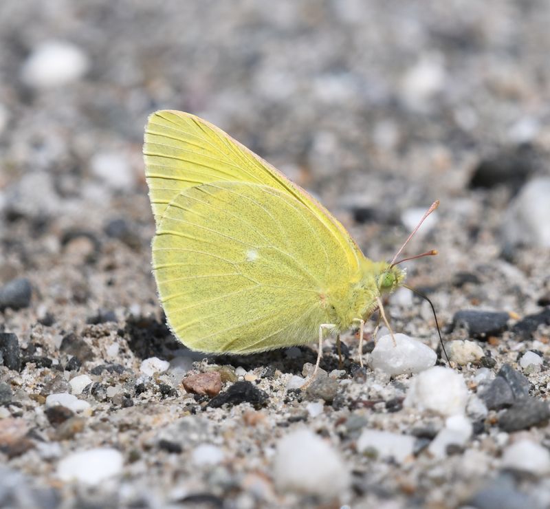 Christina's Sulphur: Colias christina