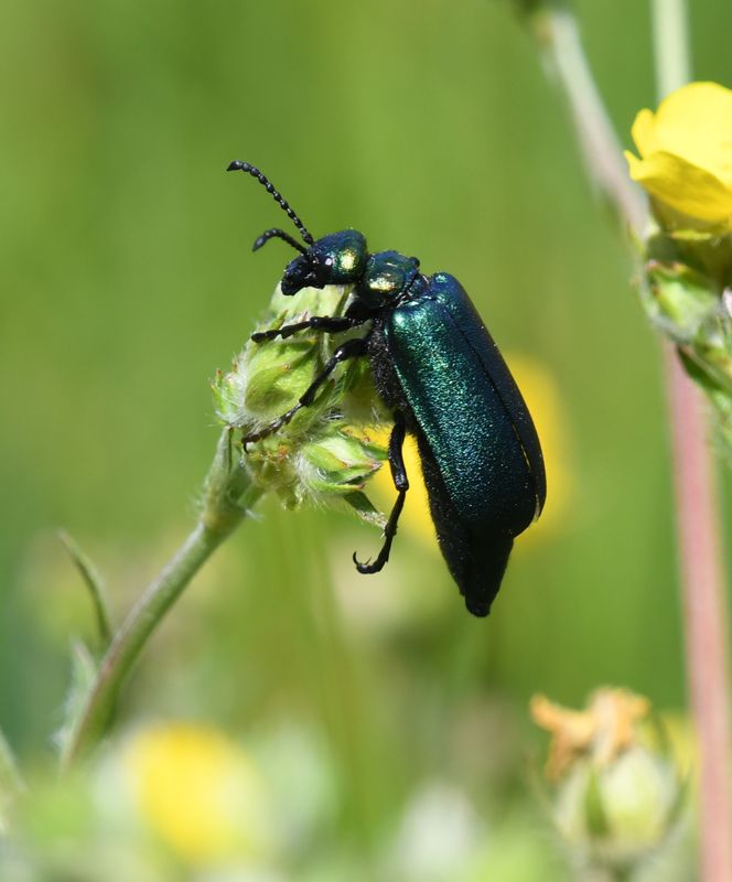 Beetles