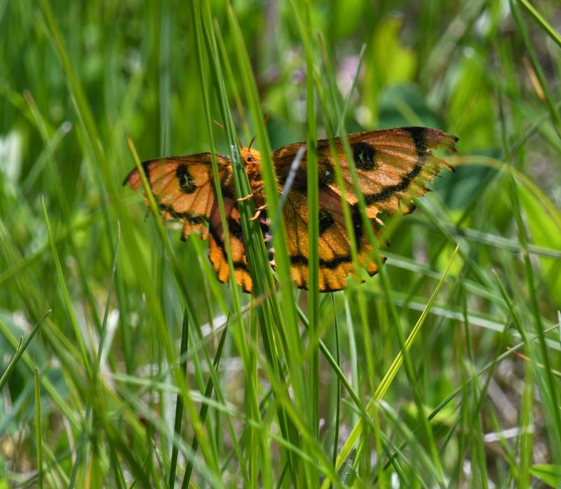 Elegant Sheepmoth