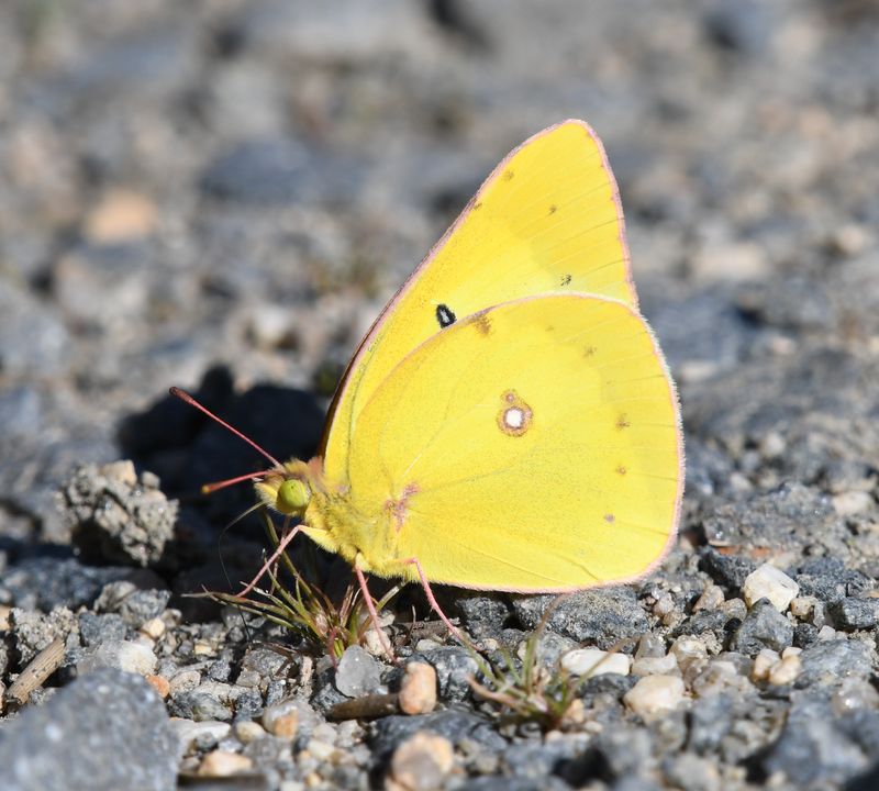 Eriphyle's Sulphur: Colias eriphyle