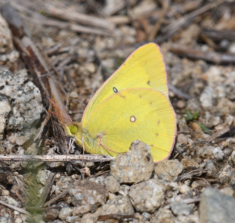 Eriphyle's Sulphur: Colias eriphyle