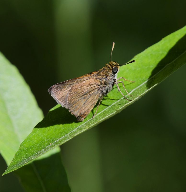 Dun Skipper: Euphyes vestris