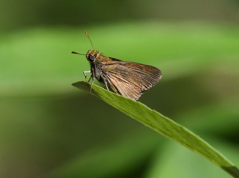 Dun Skipper: Euphyes vestris