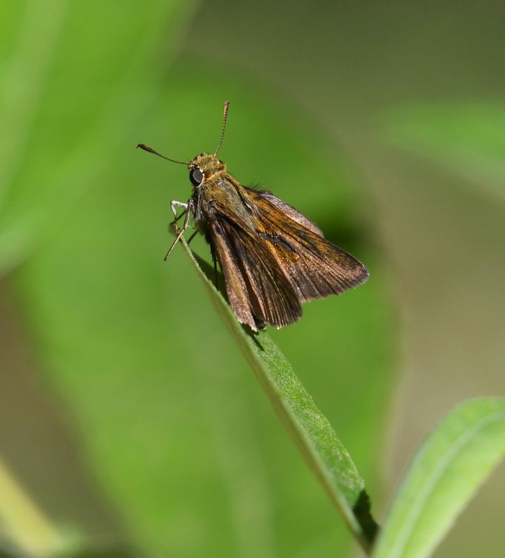 Dun Skipper: Euphyes vestris