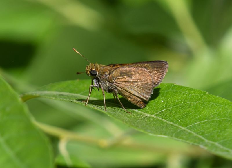 Dun Skipper: Euphyes vestris