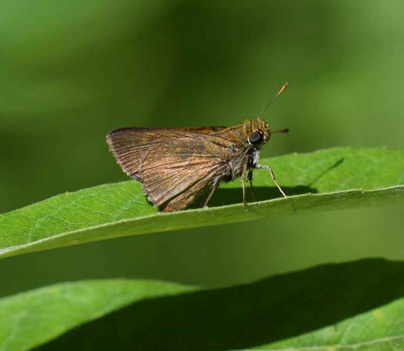Dun Skipper: Euphyes vestris