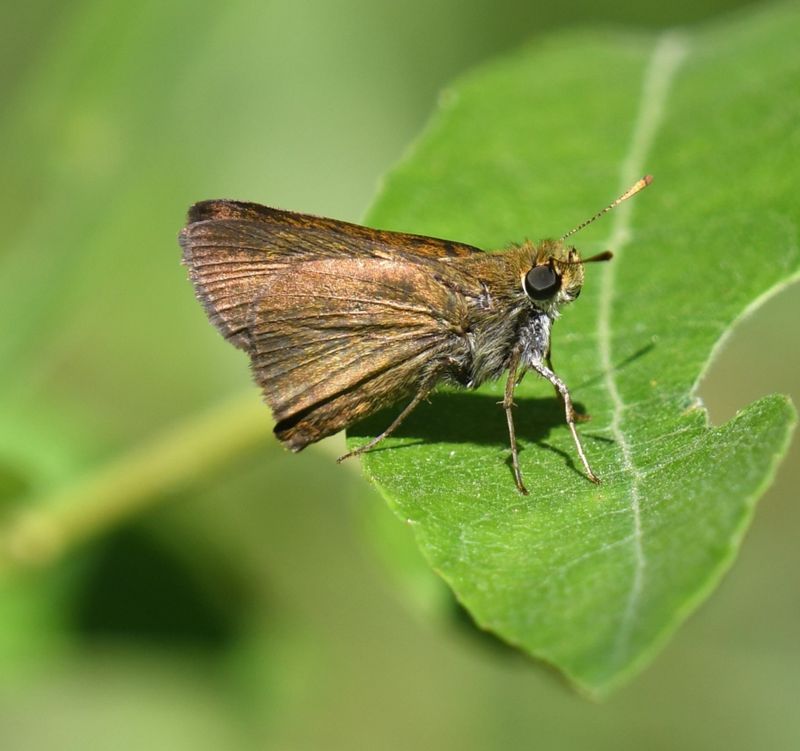 Dun Skipper: Euphyes vestris