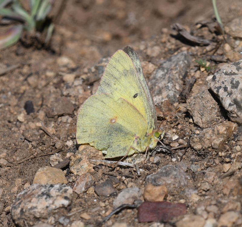 Orange Sulphur: Colias eurytheme