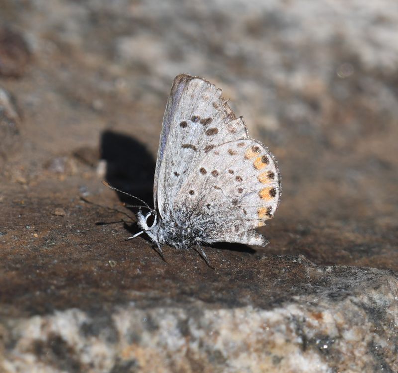Lupine Blue: Icaricia lupini
