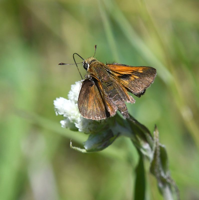 Tawny-edged Skipper: Polites themistocles