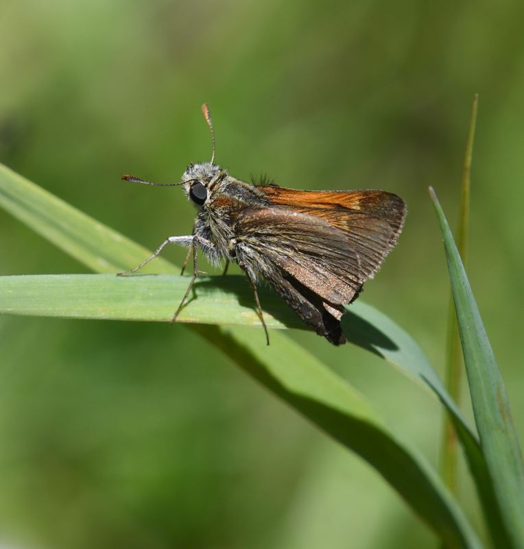 Tawny-edged Skipper: Polites themistocles