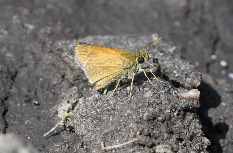 Tawny-edged Skipper: Polites themistocles