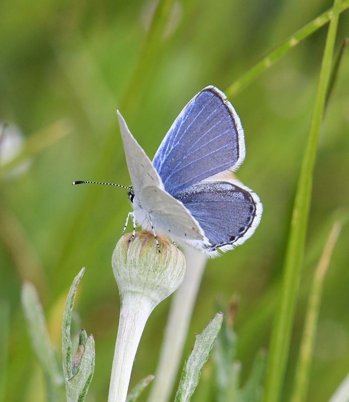 Blue, Western Tailed