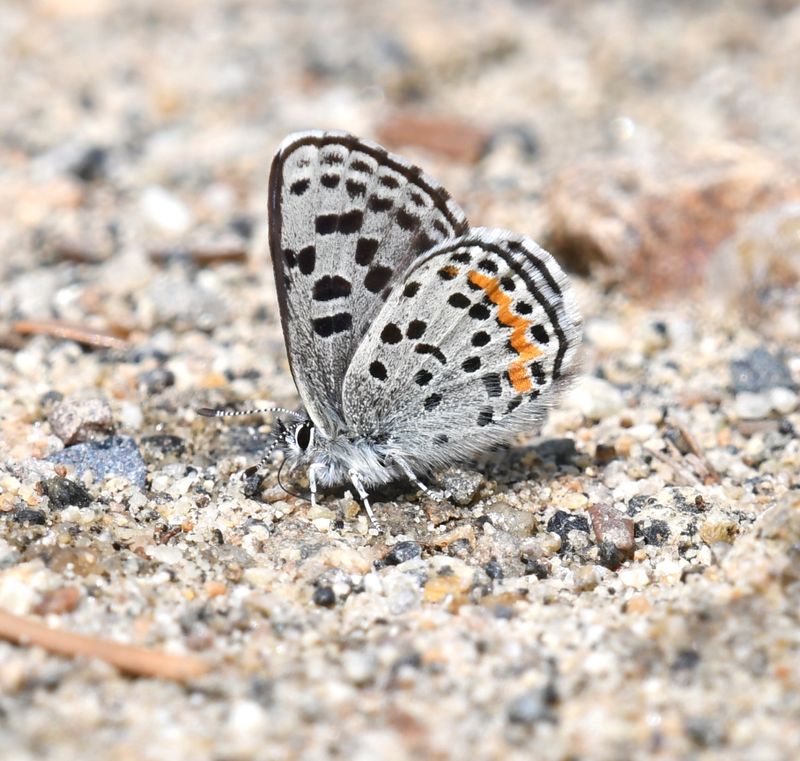 Cascadia Blue: Euphilotes heracleoides
