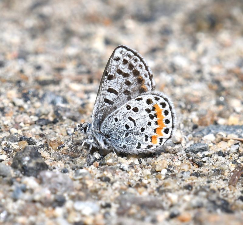 Cascadia Blue: Euphilotes heracleoides