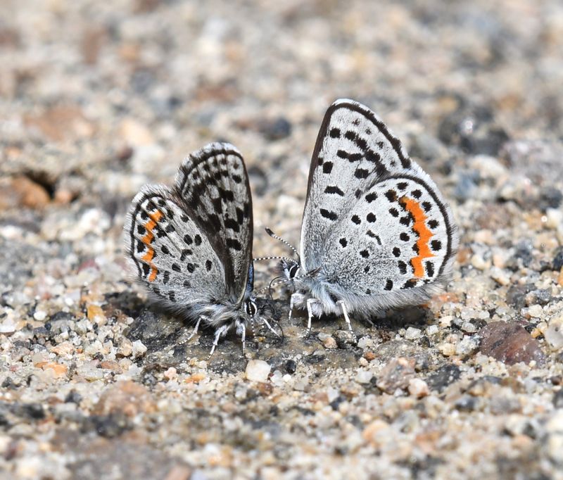 Cascadia Blue: Euphilotes heracleoides