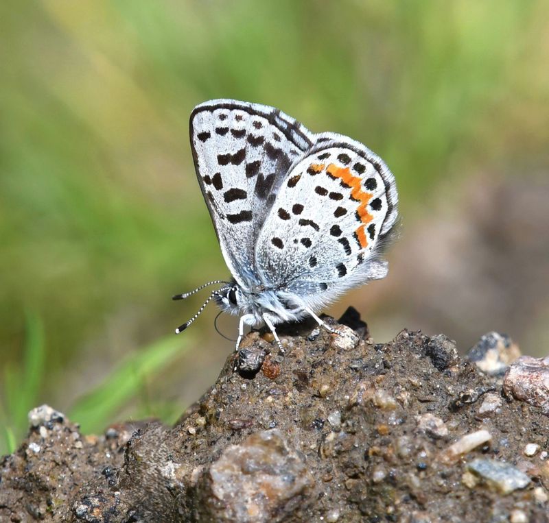 Cascadia Blue: Euphilotes heracleoides