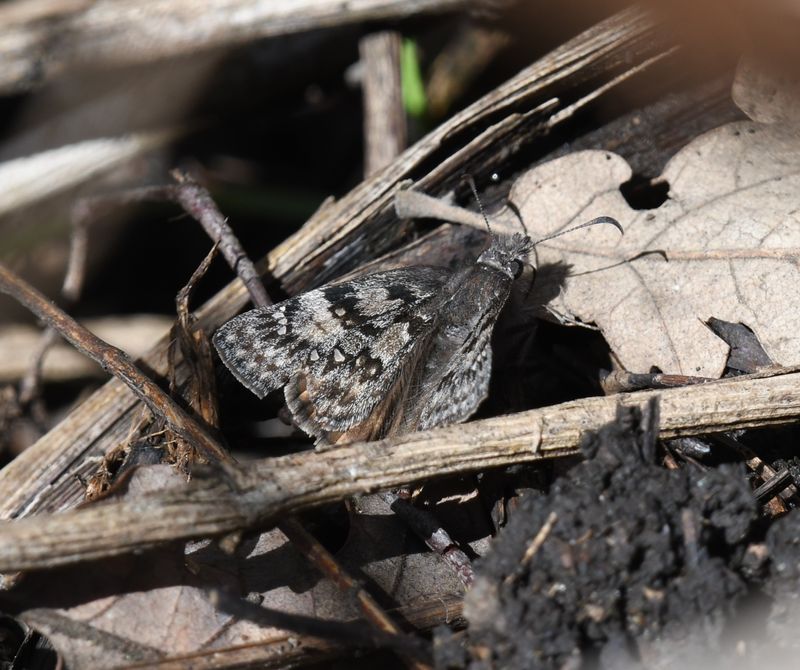 Propertius Duskywing: Erynnis propertius
