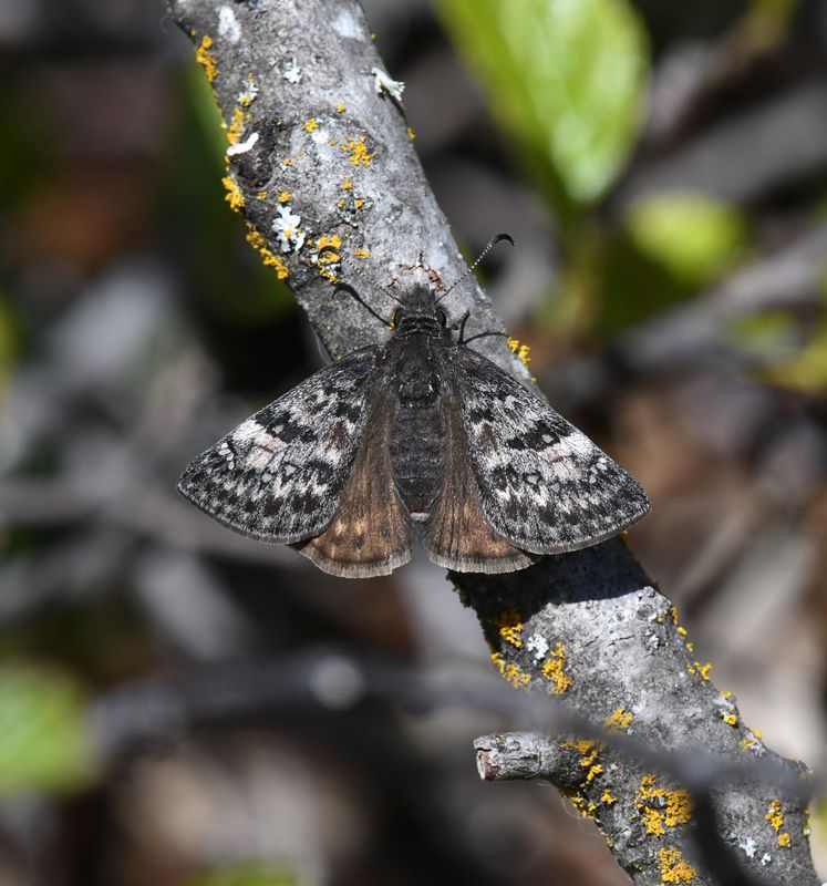 Propertius Duskywing: Erynnis propertius