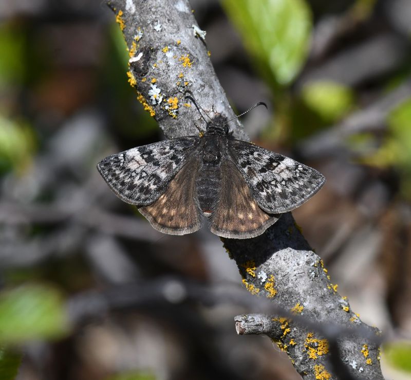 Propertius Duskywing: Erynnis propertius