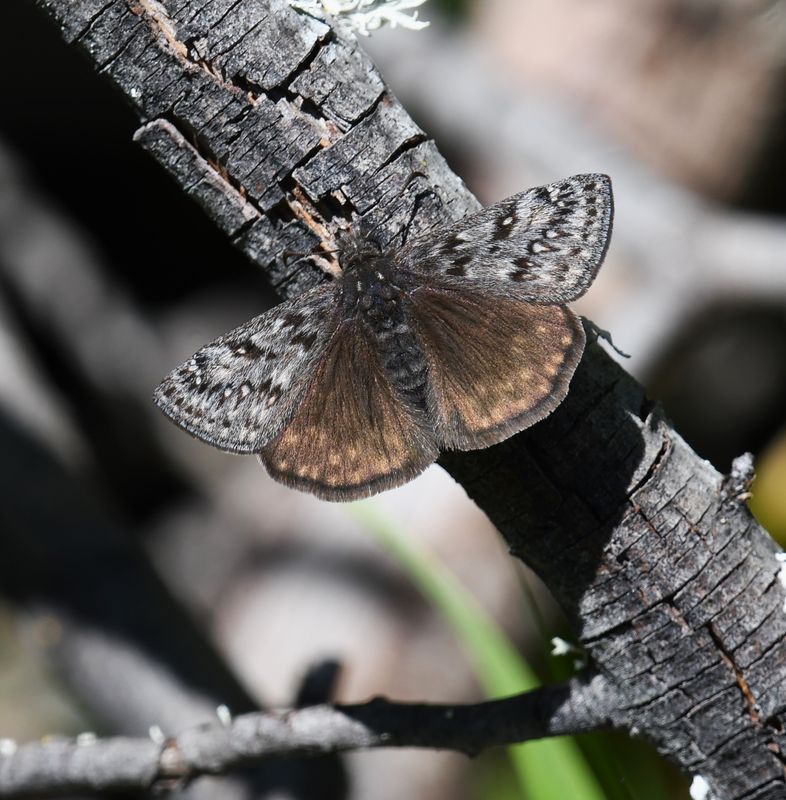 Propertius Duskywing: Erynnis propertius