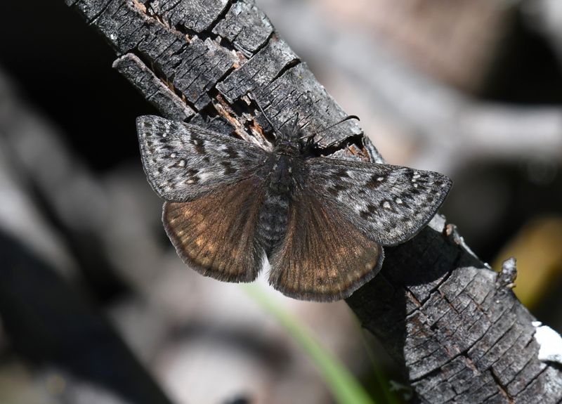 Propertius Duskywing: Erynnis propertius