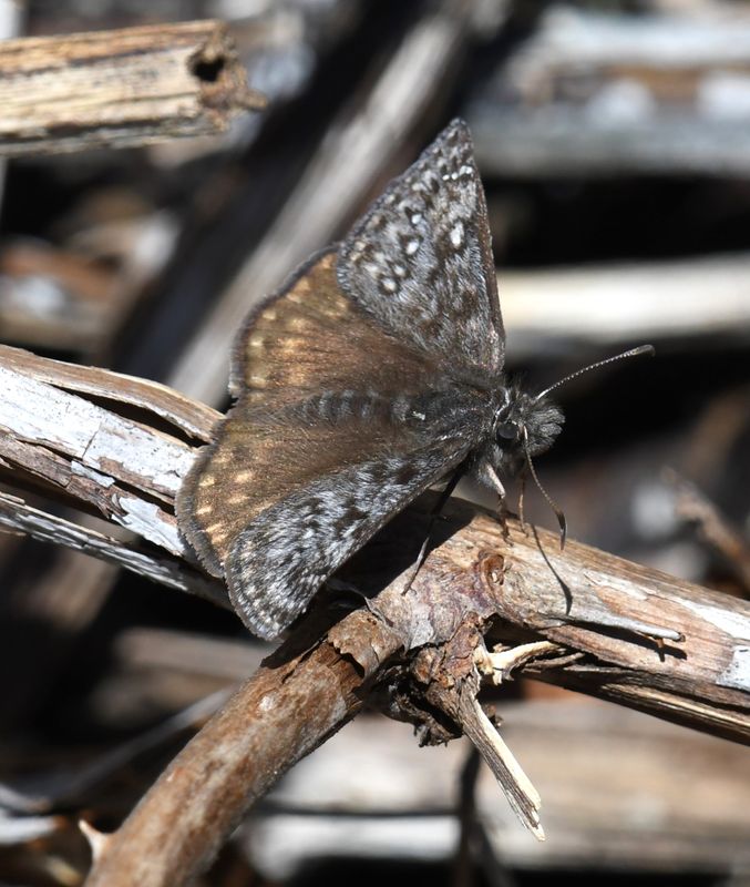 Propertius Duskywing: Erynnis propertius