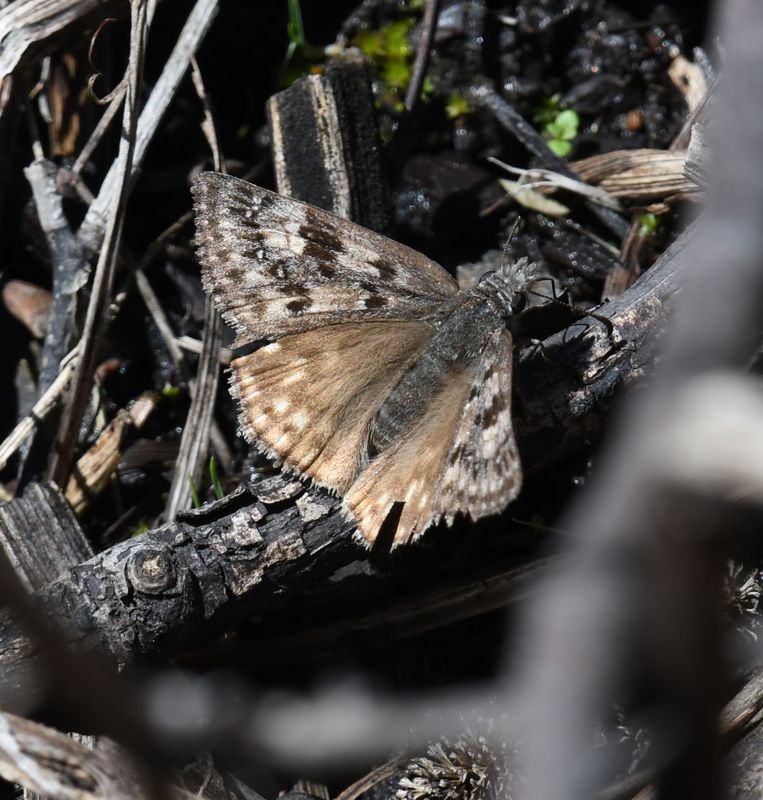 Propertius Duskywing: Erynnis propertius