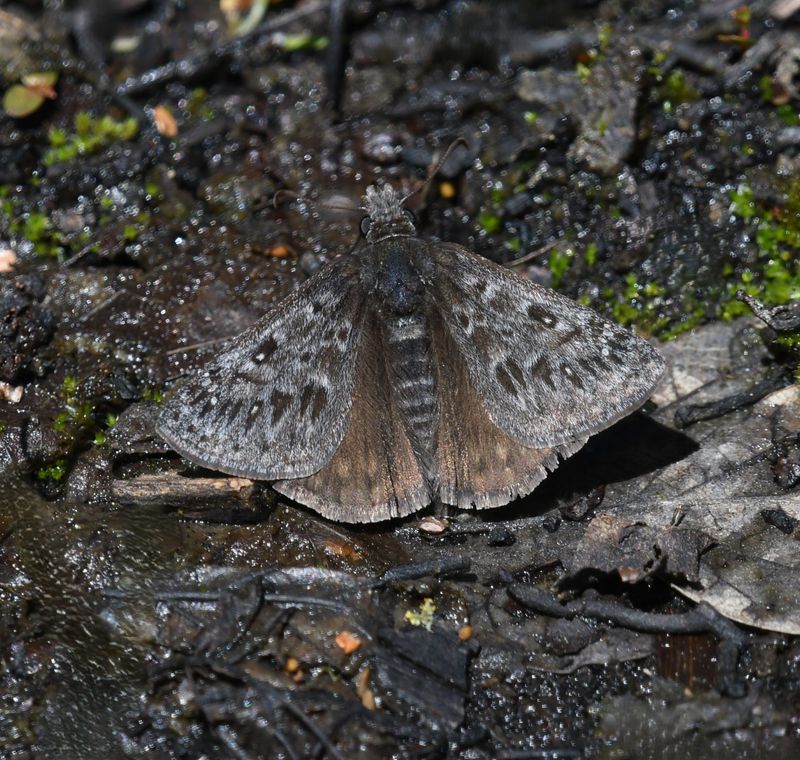 Propertius Duskywing: Erynnis propertius