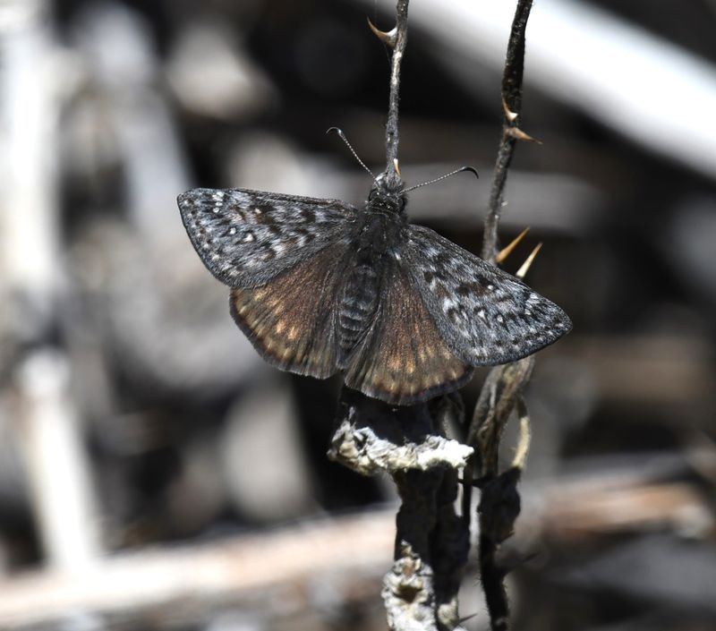 Propertius Duskywing: Erynnis propertius