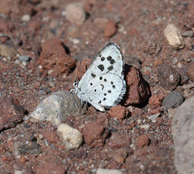Leona's Little Blue: Philotiella leona
