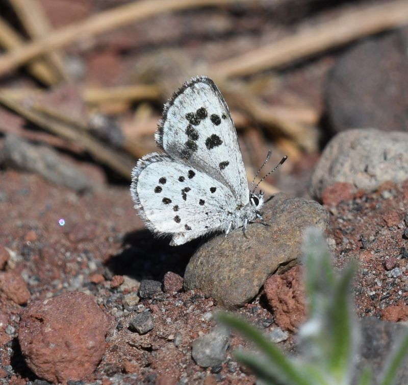 Leona's Little Blue: Philotiella leona