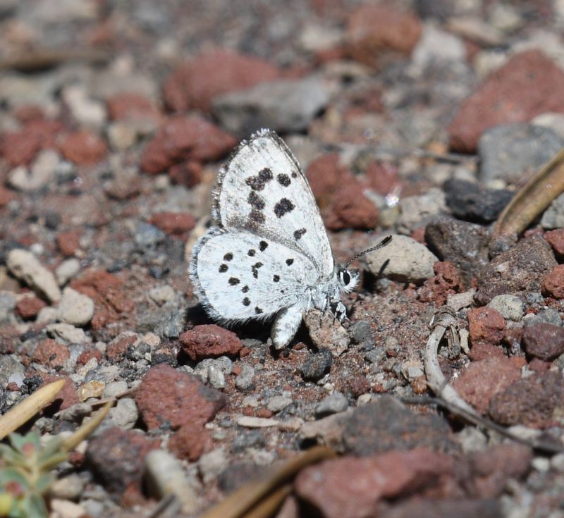 Leona's Little Blue: Philotiella leona