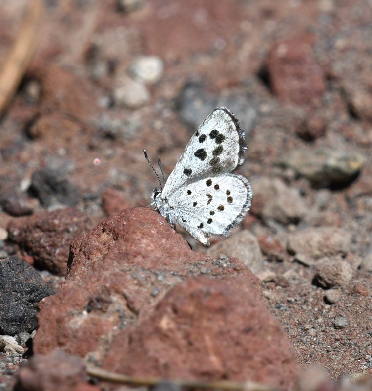 Leona's Little Blue: Philotiella leona