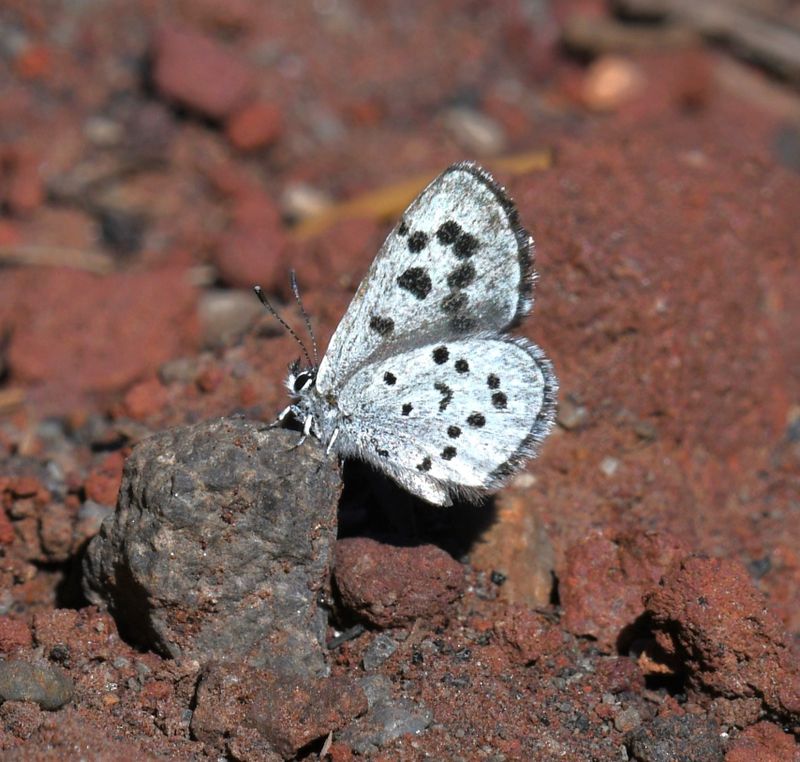 Leona's Little Blue: Philotiella leona