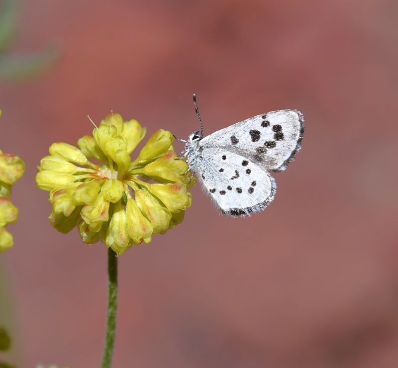 Leona's Little Blue: Philotiella leona