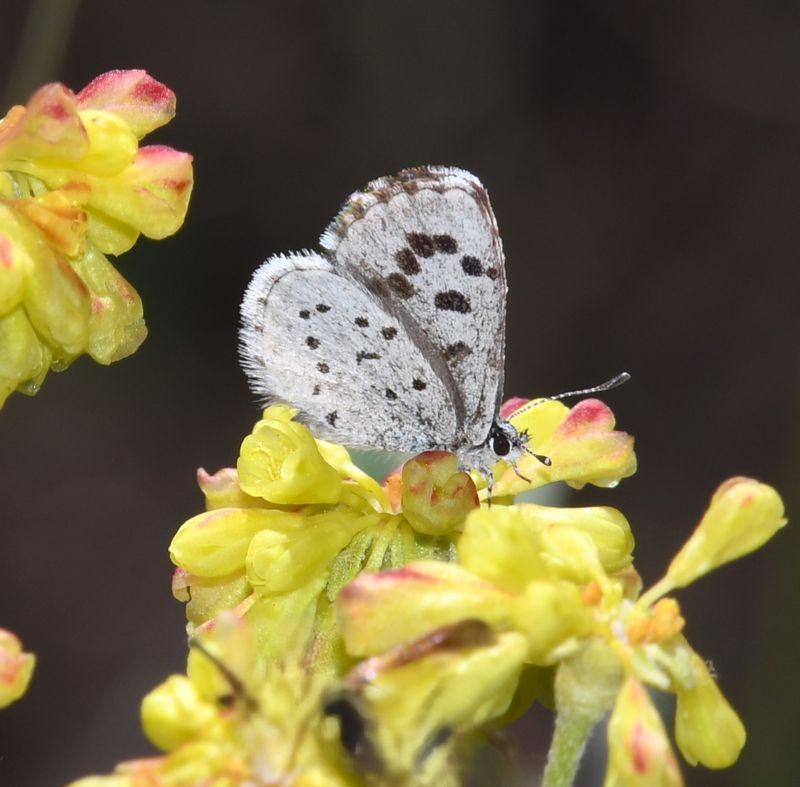 Leona's Little Blue: Philotiella leona