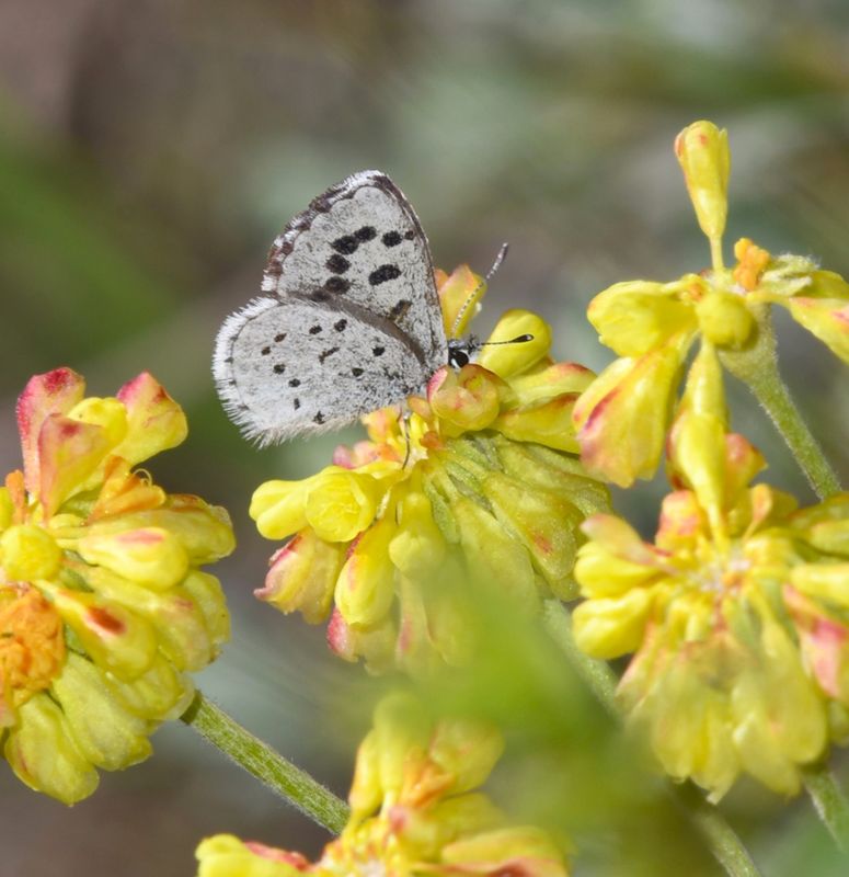 Leona's Little Blue: Philotiella leona