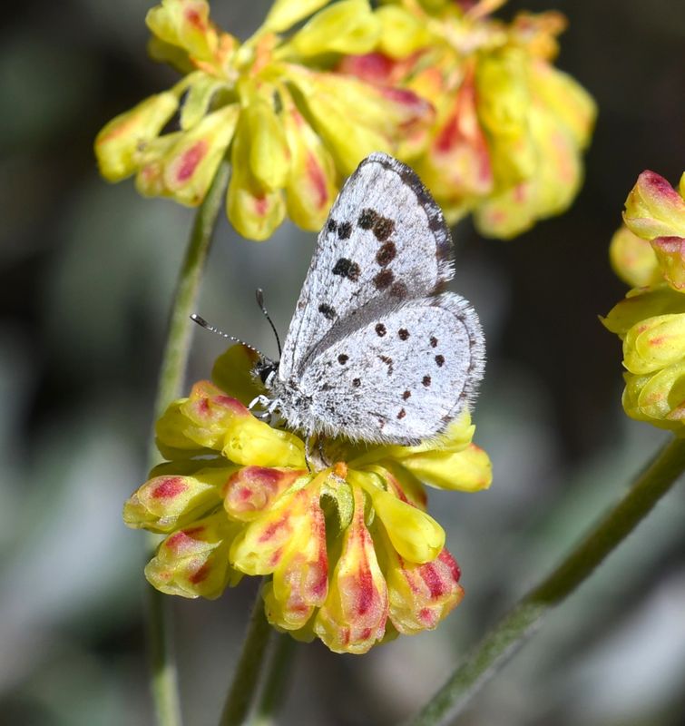 Leona's Little Blue: Philotiella leona