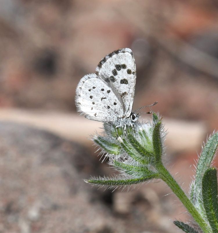 Leona's Little Blue: Philotiella leona