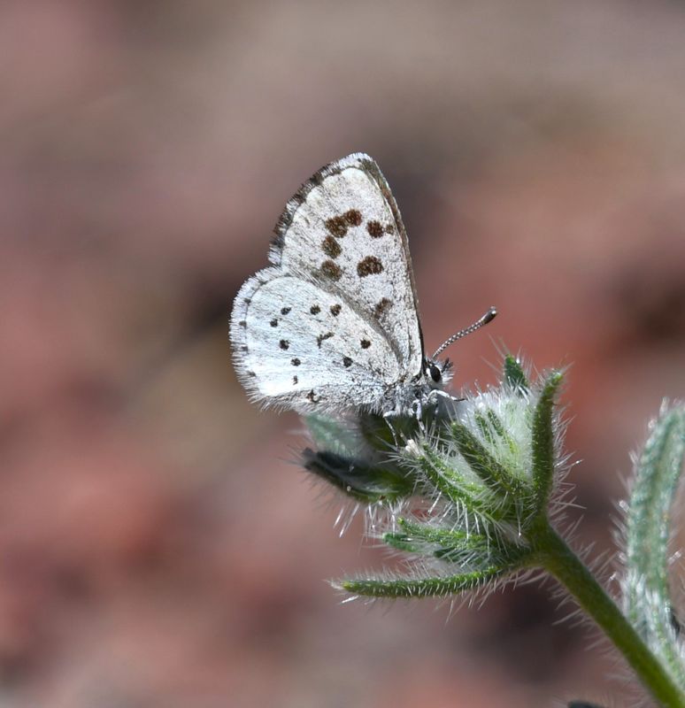 Leona's Little Blue: Philotiella leona